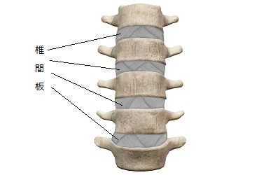 正常な背骨と椎間板